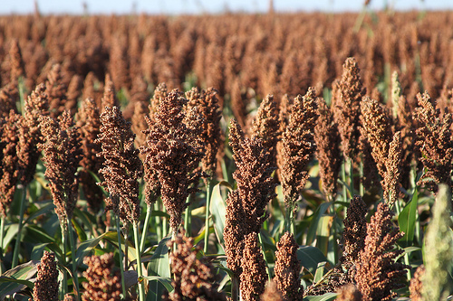 China Buying U.S. Sorghum Again, First-time This Year