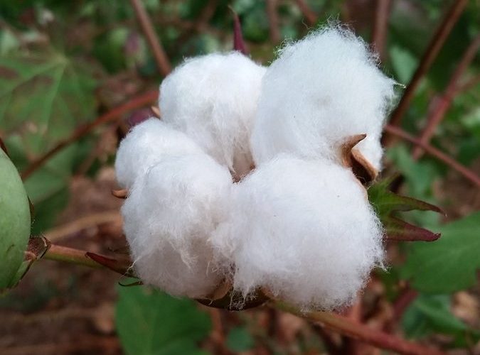 Larger Cotton, But Smaller Corn and Soybean Crops