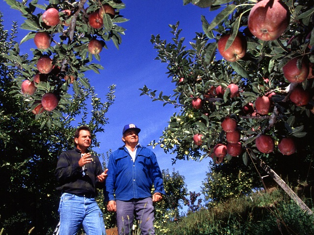 No Apple Shortage Expected Following Top-10 Domestic Harvest