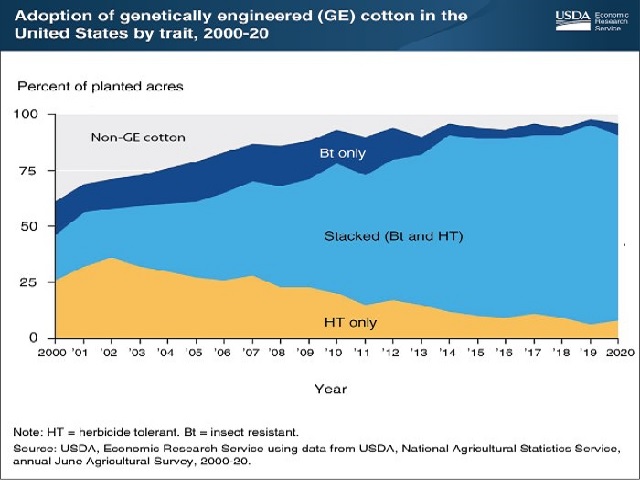 Genetically-Engineered Seed Planted on Majority of Cotton Acres