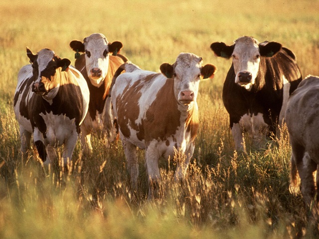 Strong Beef Demand Propels Launch of Beef Index