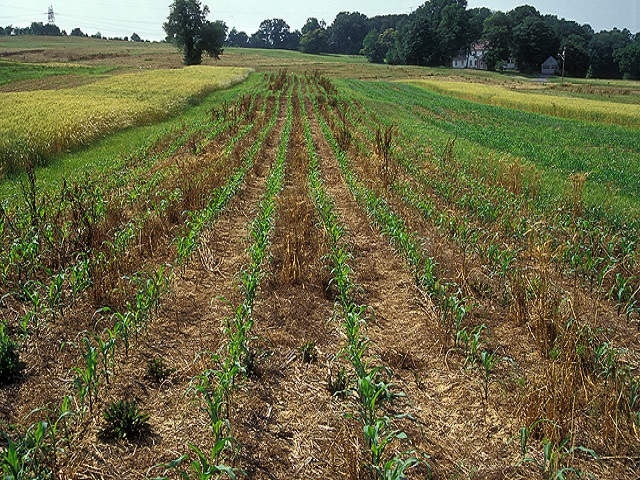 Producers With Cover Crops Eligible for Premium Benefit