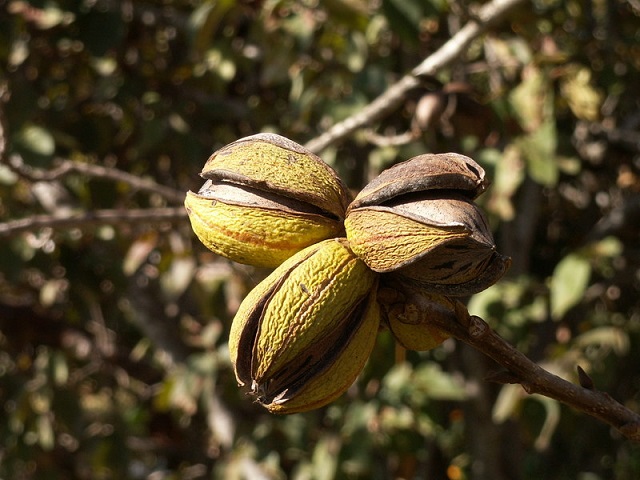 Georgia Returns as Nation’s Top Pecan Producing State