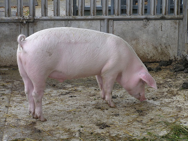 Technicality Takes Down Two-Decade Old Pork Processing Practice