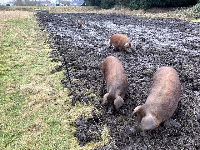 Kansas State Researcher: Swine Fever Spreading Through Feed