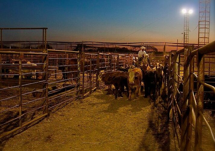 Cattle on Feed Report Projecting Further Herd Contraction