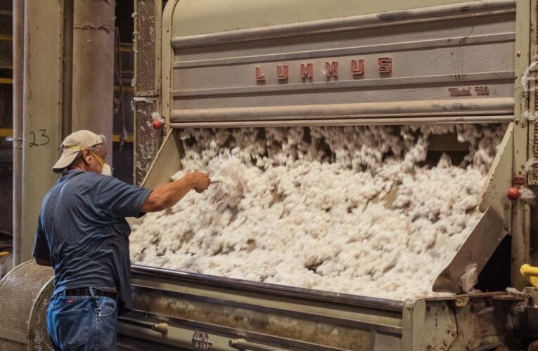 Despite Highest Cotton Prices in Decade, Farmers Concerned