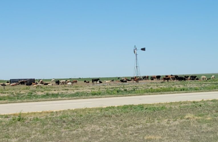 2022 Cattle Prices Increasing at Least 10 Percent