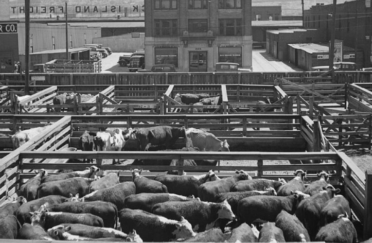 December Feedlot Placements Surprise Traders, Hitting All-Time High