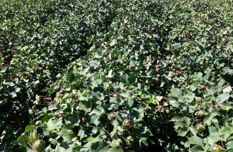 NCC Predicts a 7 Percent Increase in Cotton Plantings