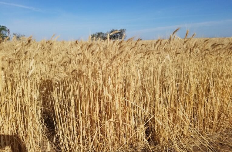 Wheat Market Nearing 15-Year Highs on Dwindling Stocks