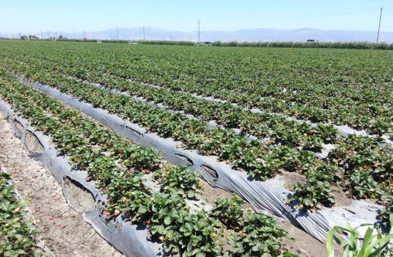 California Water Fight Expensive for Farmers and Government