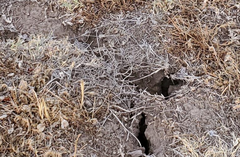 Hailstorms and Drought Continue to Plague Wheat Farmers