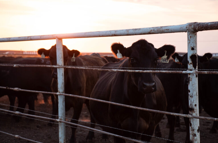 Ongoing Drought Leading Cause for Increased Feedlot Placements